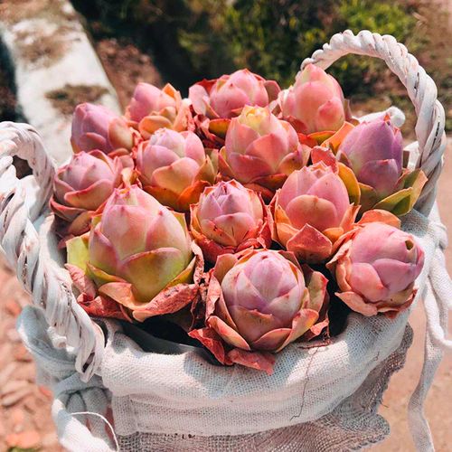 包邮山地玫瑰寿桃/粉色老杆子/趣味多肉植物室内盆栽窗台防辐射