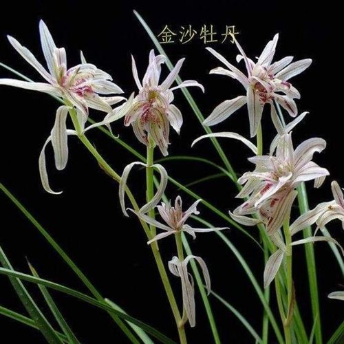 兰花 莲瓣兰 金沙牡丹 浓香 莲瓣兰稀有奇花 盆栽 室内 阳台 花卉