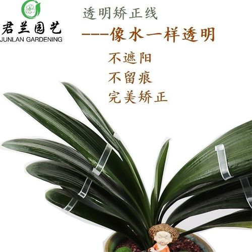 君子兰叶片矫正器 君子兰矫正线 君子兰矫正器 君子兰叶片扶正线