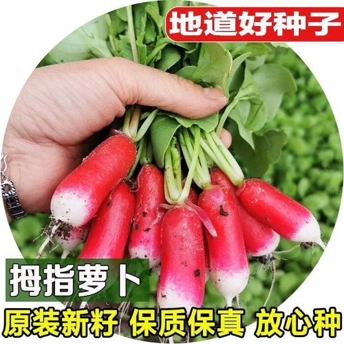 拇指小美人萝卜种子速生四季盆栽拇指迷你小红萝卜农家菜园蔬菜籽