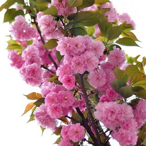 日本樱花树苗樱花小苗南北方庭院地栽盆栽花树园林植物风景树z1 晚樱