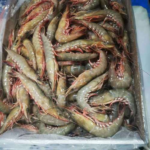 东海野生特大级别海捕剑虾金钩虾新鲜海货批发原产地码头1斤32尾