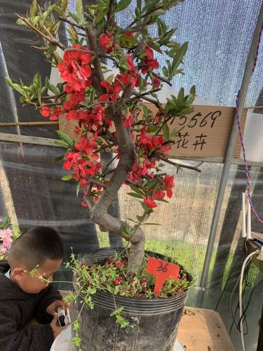 木瓜海棠盆栽 垂丝海棠盆栽 北美海棠盆栽 室内庭院当年开花植物