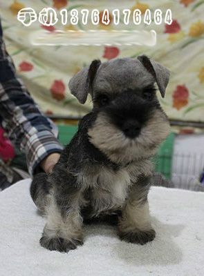 推家养赛级迷你雪纳瑞幼犬(带国际血统证书)未立耳老二弟弟狗狗