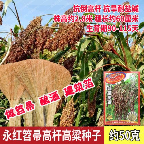 永红笤帚高粱种子大穗高杆使食用酿酒做笤帚建筑箔挺赶种籽杂粮孑