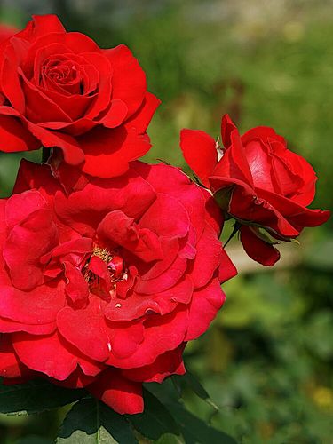 梅郎口红大花月季庭院地栽切花玫瑰阳台盆栽丰花抗病耐寒耐旱花苗