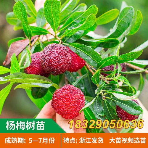 浙江嫁接东魁杨梅树苗黑炭杨梅苗耐寒南方果树苗地栽当年结果特大
