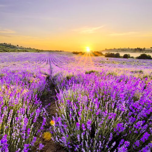 【花语笙默】薰衣草种子四季易种活花籽庭院景观花海长期开花不断绿化