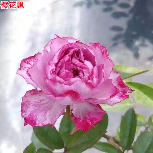 超新品樱花飘月季苗庭院阳台盆栽花卉四季开花扦插苗
