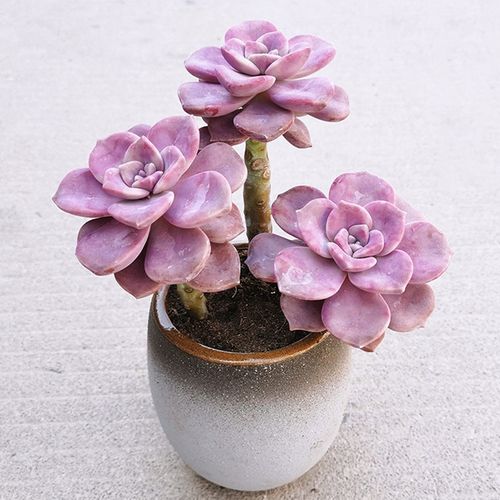 紫乐多肉植物盆景老桩大颗好养精品肉肉盆栽大株老桩多肉