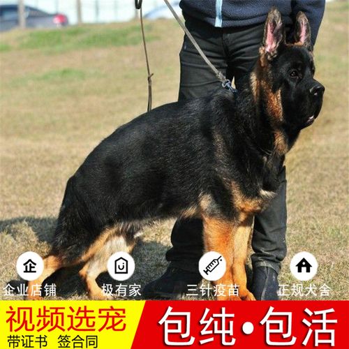 德牧幼犬纯种德国牧羊犬活体黑背狼狗警犬锤系大头德牧弓背缉毒犬