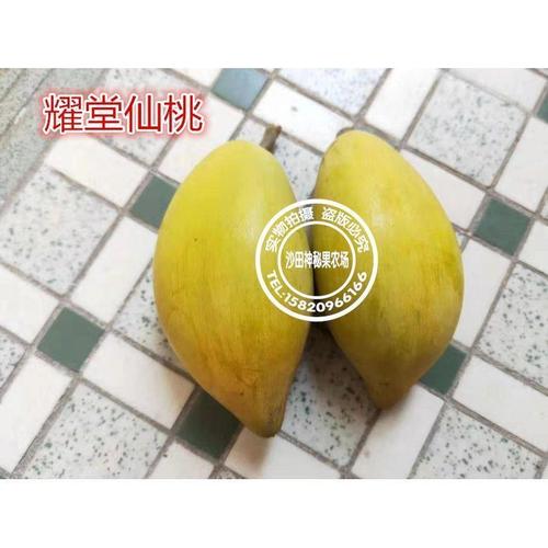 台湾耀堂仙桃苗果树大果四季蛋黄果品种鸡蛋果盆栽地栽东莞