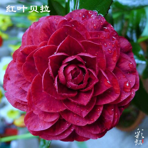 紫贝拉红叶贝拉山茶花老桩盆栽树苗巨型花纯色紫黑红稀有名贵品种