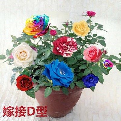 一栽爬藤一多色玫瑰棵多色多色月季蔷薇七彩玫瑰花玫瑰花树