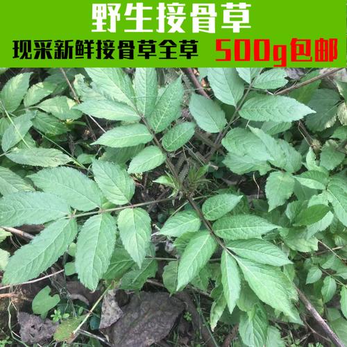 野生接骨草全草新鲜湿八棱麻 排风藤 火草 蒴藋走马风陆 500g包邮