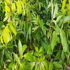 0/棵 三月红荔枝苗 三月红荔枝树苗是荔枝果中的最早熟品种三四月份即