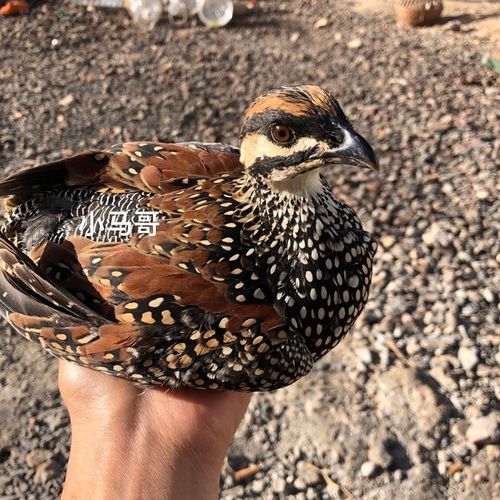 鹧鸪公一只包邮到家 姑哒哒宠物鸟观赏鸟 一只【4月18日发完】