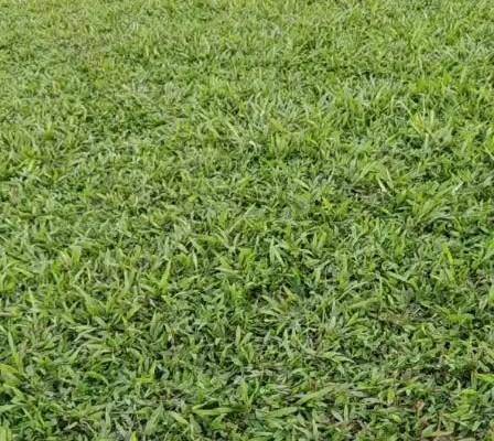 8/捆  大叶油草,台湾草,台湾卷,马尼拉草,兰叶三号