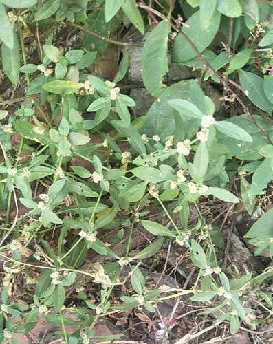 野生新鲜莲子草 虾钳菜 白花仔节节花 水牛膝中药材500克包邮