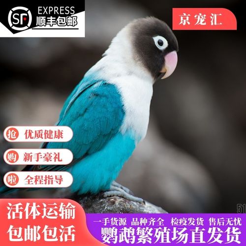 蓝黑牡丹鹦鹉 2只(默认一公一母)