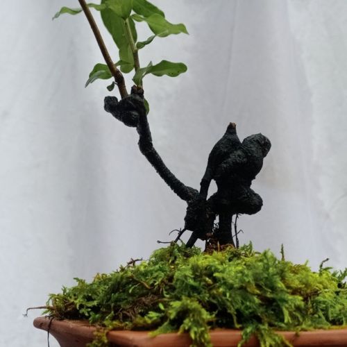 灌木金弹子盆景177素材,6037精品大型小品长期有售0289