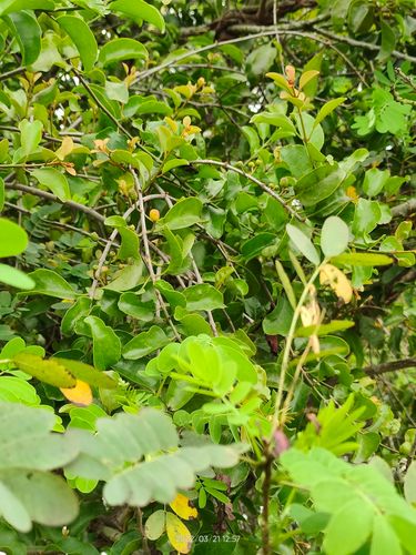 中药材黄槐决明树寄生 决明寄生茶 金凤树寄生 豆槐寄生 新鲜现采