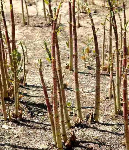 虎杖酸梗子多年生落叶绿植物可食用观赏庭院阳台地盆栽耐寒易活苗