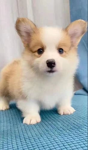 纯种威尔士小短腿柯基幼犬 柯基犬双色 三色柯基犬货到付款