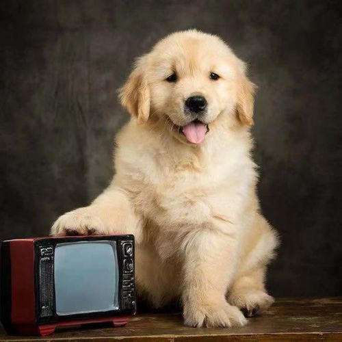 金毛犬幼犬活体高智商导盲犬温顺不咬人的狗宠物活物小狗狗幼崽