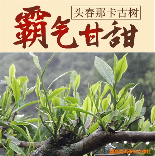 勐宋贡茶 那卡300年单株古树茶散茶100克 2022年头春普洱茶生茶叶