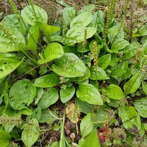 新鲜车前草野生车钱草现摘田冠草车轮菜猪肚菜灰盆草车轱辘菜带根 现