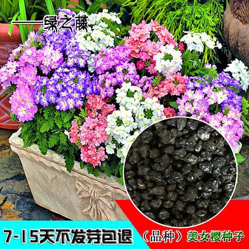 美女樱种子混色四季绣球五色梅美人樱景观花海庭院室内花种子