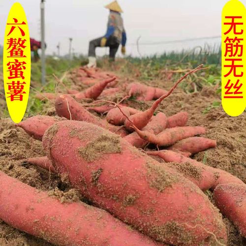 正宗六鳌红蜜薯红薯地瓜新鲜番薯红心沙地山芋西瓜红3~5斤包邮