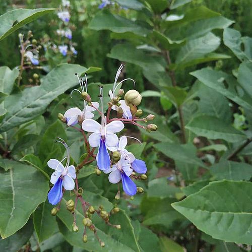 包邮带土发货阳台庭院室外植物玉蝴蝶紫蝴蝶蓝蝴蝶花苗树苗盆栽