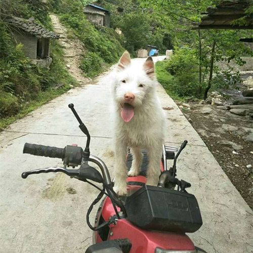 纯种下司犬狗狗活体大型狗贵州下司中短毛家养土狗幼犬广西土猎犬