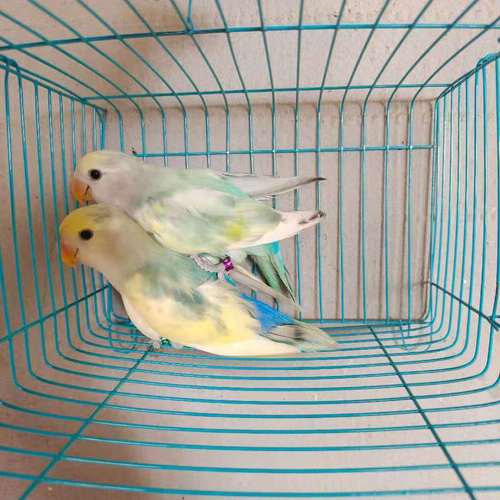 牡丹鹦鹉蓝银特色面类牡丹紫罗兰快递运输笼花桃萌宠宠物亲人可爱【2