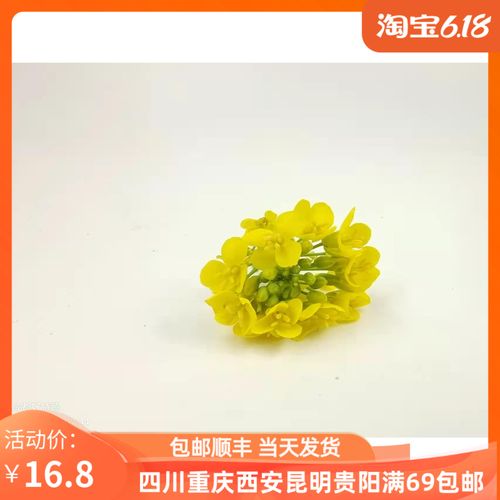 新鲜菜心花可食用花酒店日料西餐冷艺摆盘装饰花草20g/盒