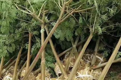 0/棵 金合欢  合欢苗5公分8公分10公分15公分20公分30公分合欢树价格