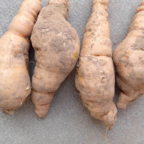 鲜地黄河南焦作怀地黄地黄根新鲜地黄种子生地黄现挖现发大个 10到15