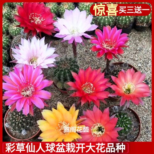彩草仙人球盆栽室内花卉好养阳台会开花多色稀有品种大花多肉植物