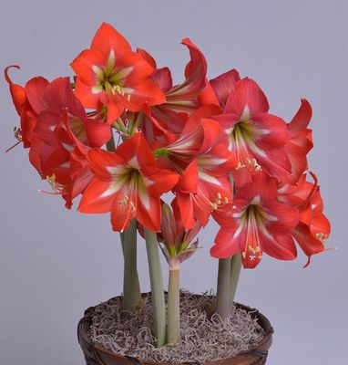 朱顶红明亮火花 南非进口种球 多年生球根花卉 秋冬季新货 含花芽