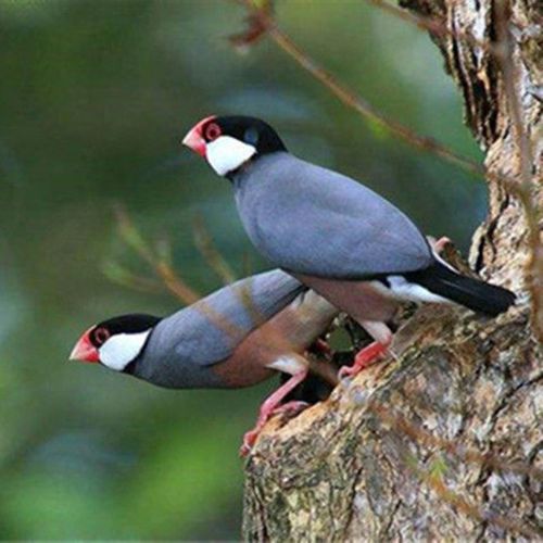 纹鸟活体宠物观赏鸟灰文白文小太阳活体宠物家养观赏鸟活物金背高彩鸟