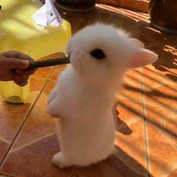 宠物兔子活物小型道奇垂耳小兔荷兰凤眼侏儒兔猫猫兔迷你茶杯兔活