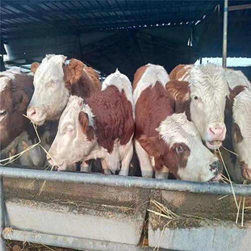 肉牛养殖前景分析  高产 山东正规养牛场