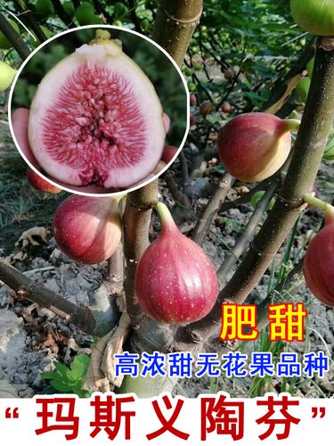 玛斯义陶芬无花果树果苗抗寒特大浓甜当年结果盆栽地栽北南方种植