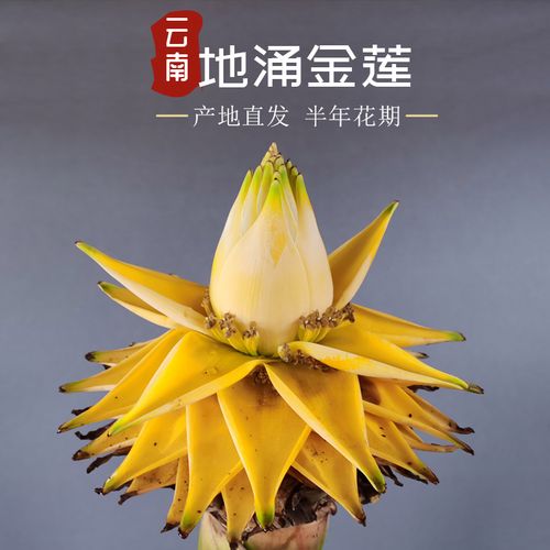 地涌金莲佛教圣花云南大型绿植花卉金芭蕉地母鸡矮粗型带花发货