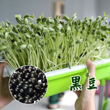 菜发芽桶家用生豆芽的黄豆芽容器在家水培无土种菜 黑豆种子 500g散装