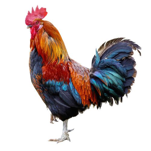 东北大公鸡农家散养现杀现发杂粮土鸡走地鸡三黄鸡整鸡新鲜鸡肉 1.