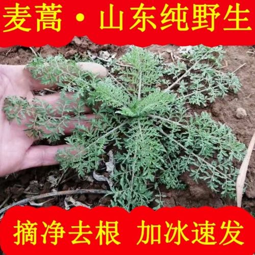 【5斤山东麦蒿新鲜野菜】米米蒿播娘蒿绵绵蒿非青蒿白蒿柳牙蒿