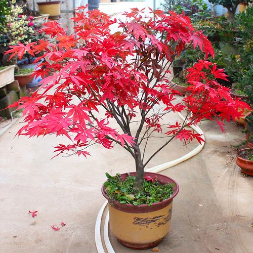 侬律花园 中国红枫树苗 苗木 庭院树 花木 红枫树苗 花卉 绿化植物
